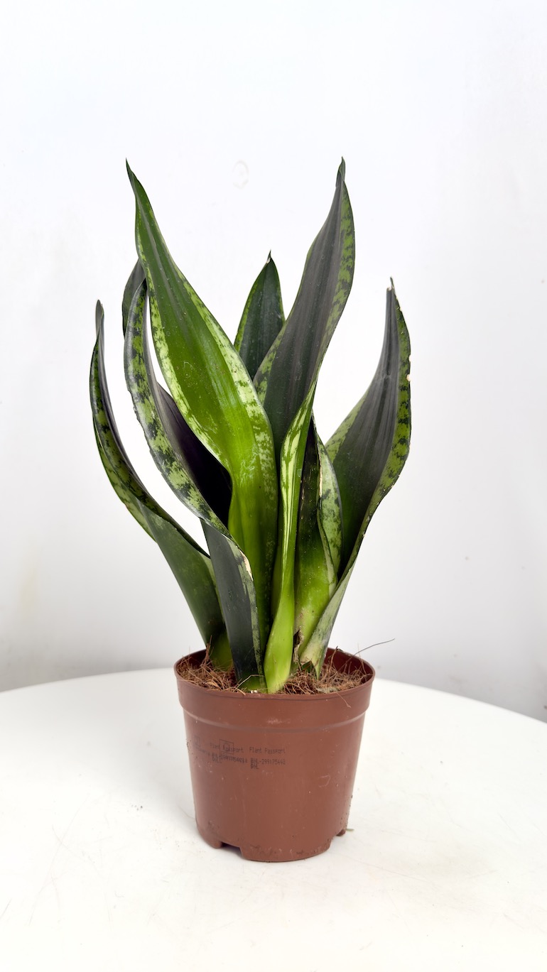 Sansevieria Grey Stripe