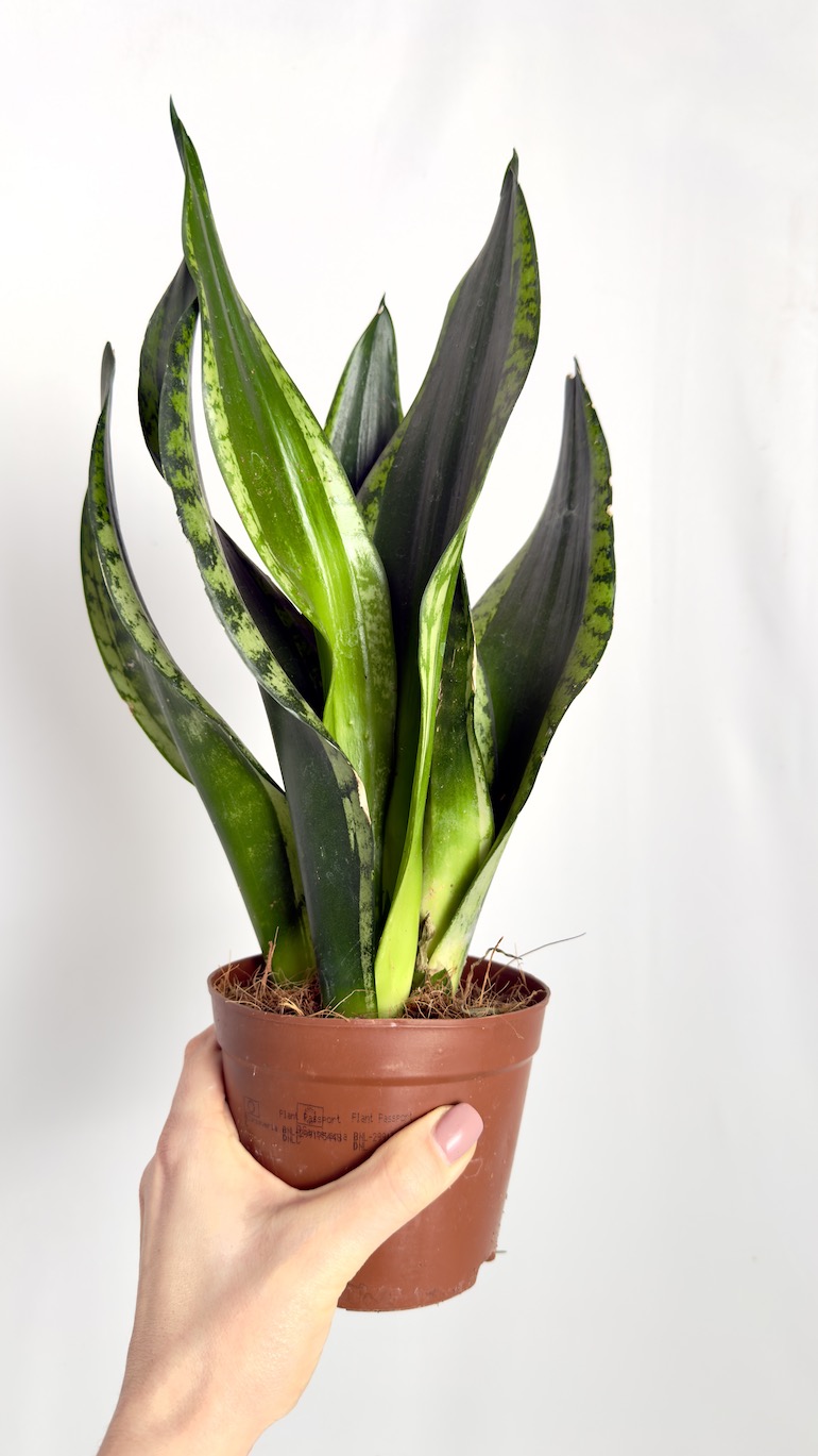 Sansevieria Grey Stripe