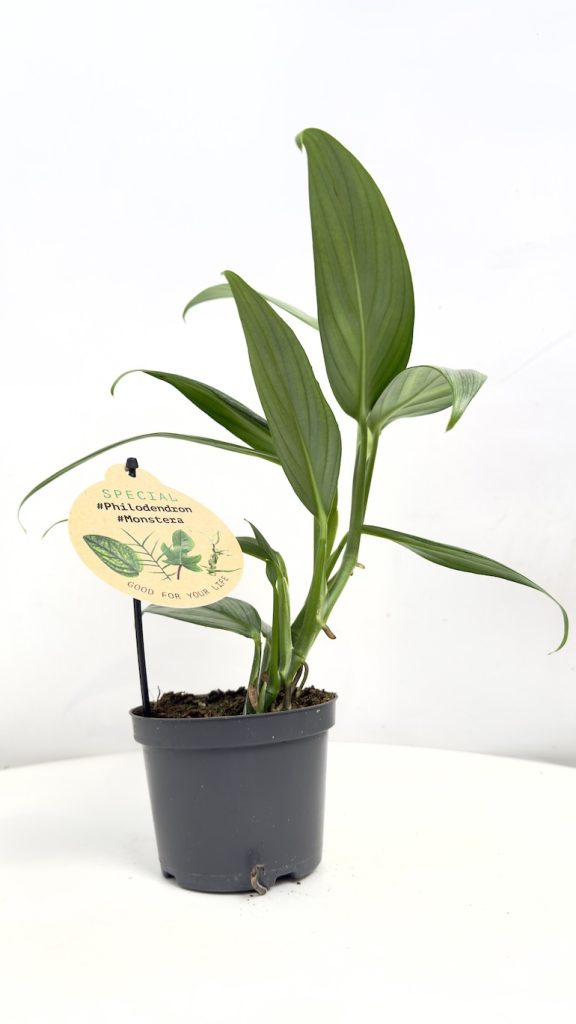 Epipremnum Amplissimum