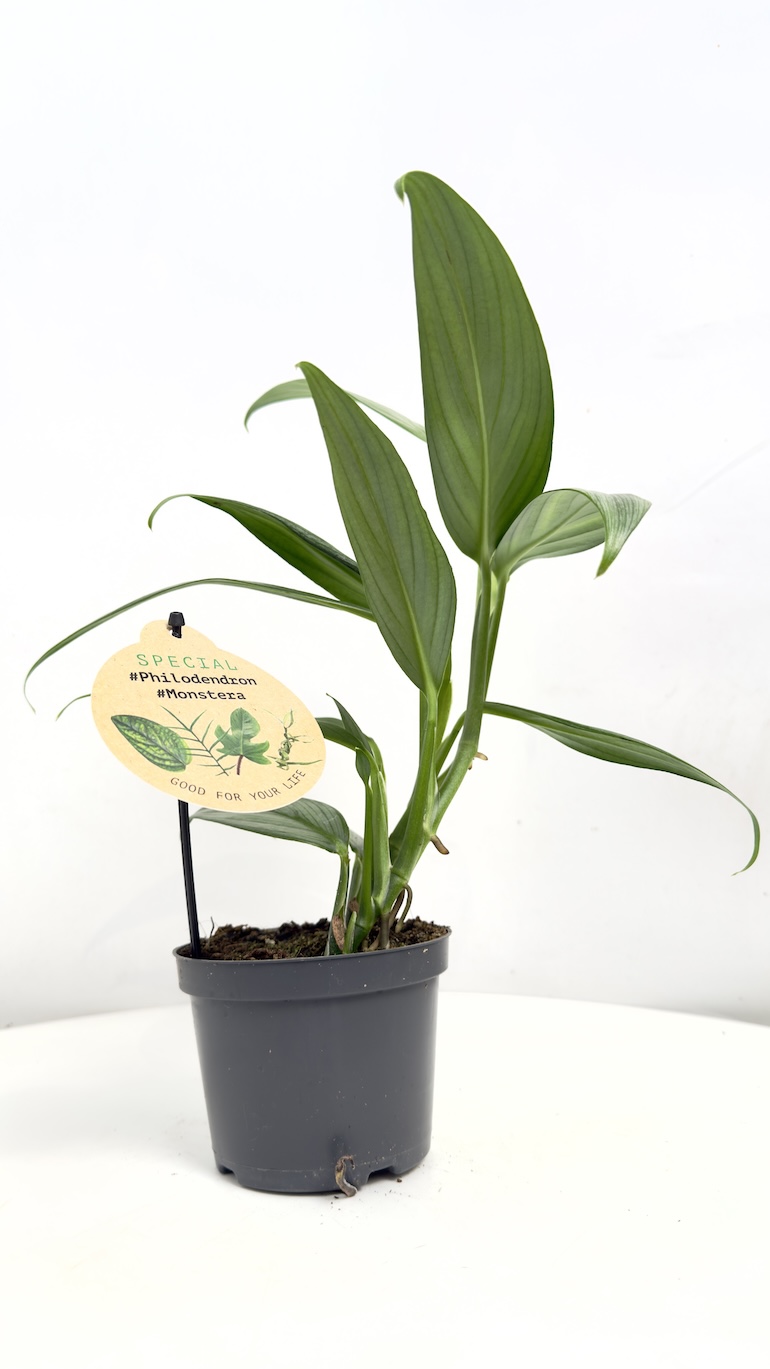 Epipremnum Aplissimum