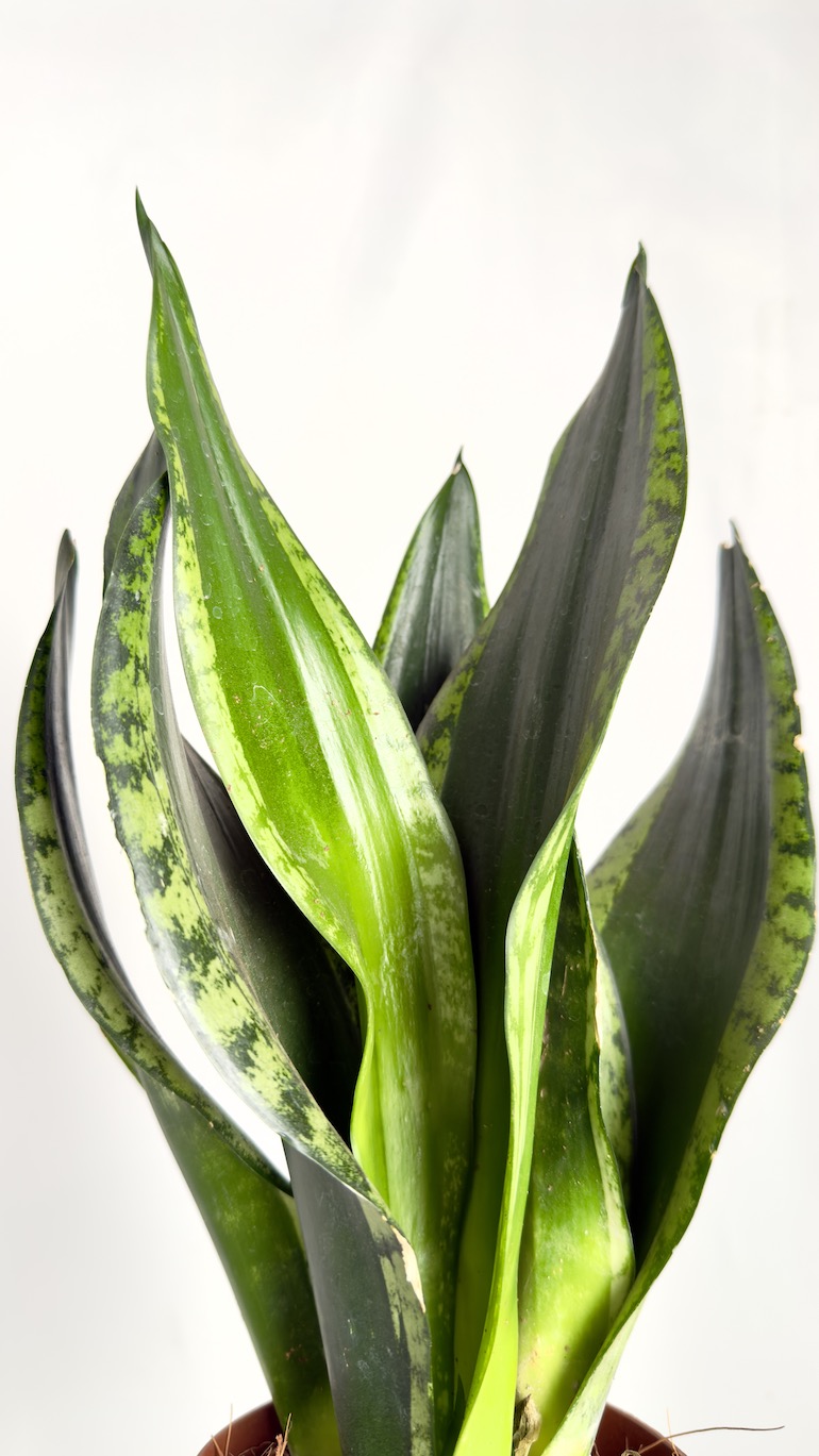 Sansevieria Grey Stripe