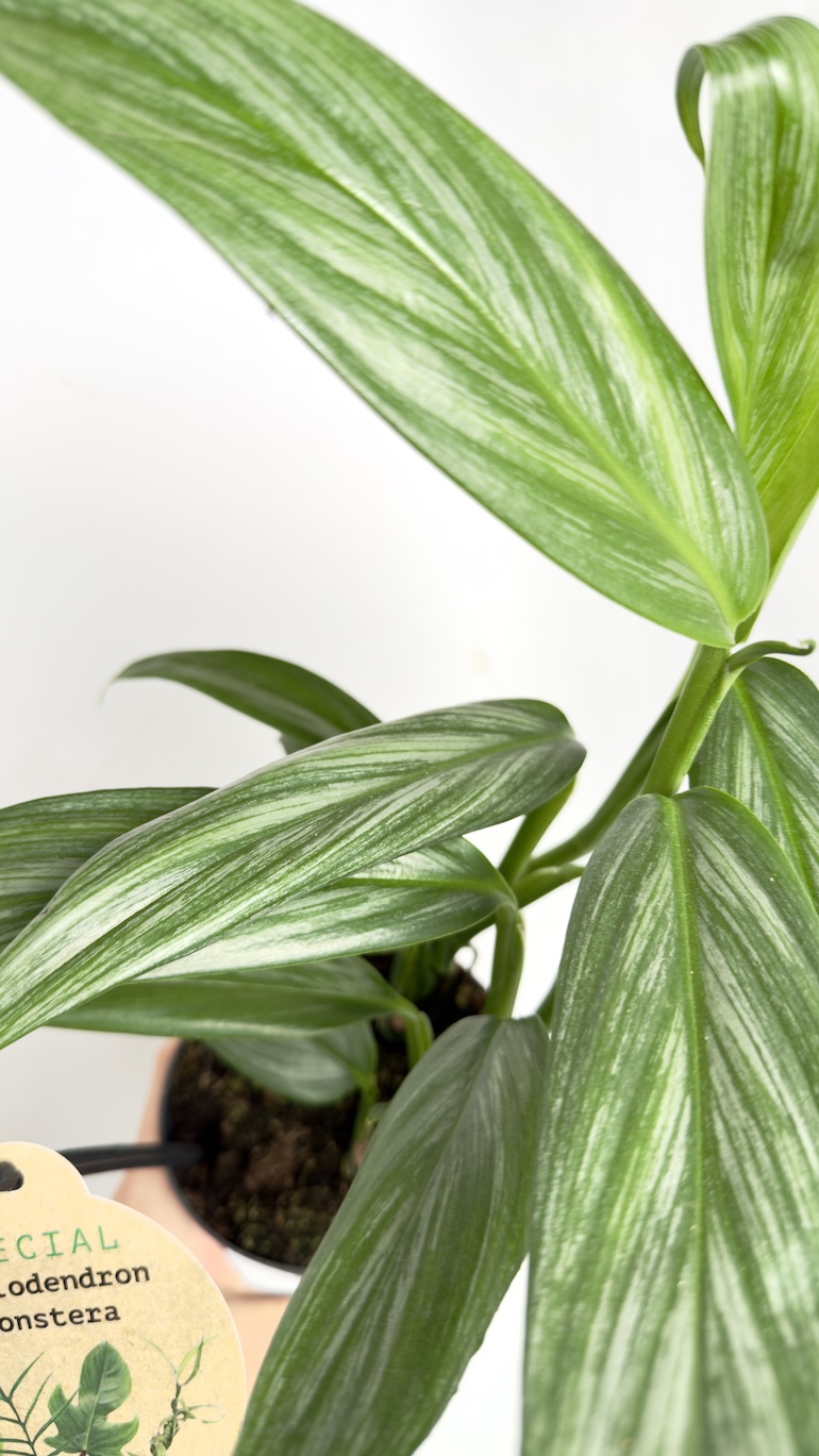 Epipremnum Aplissimum