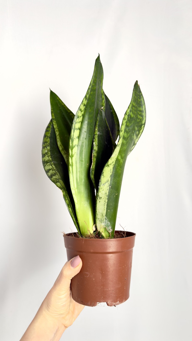 Sansevieria Grey Stripe