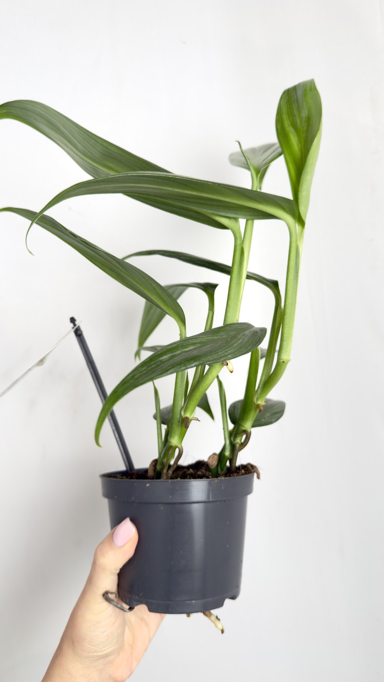 Epipremnum Aplissimum