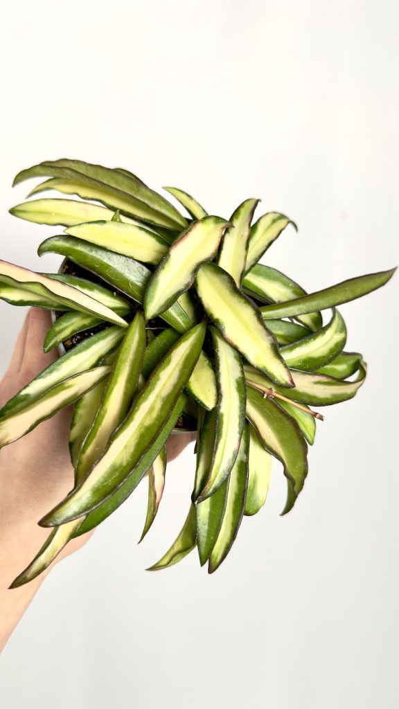 Hoya Wayetii Tricolor