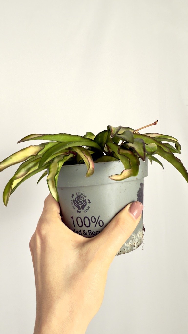 Hoya Wayetii Tricolor