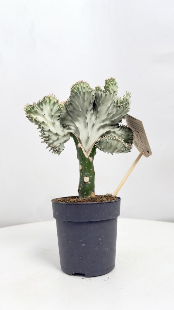 euphorbia cristata biały grzebień sukulent