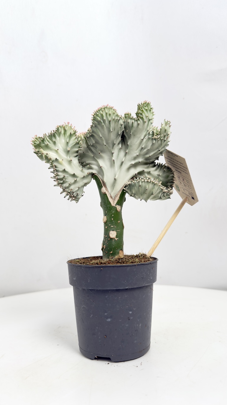 Euphorbia Lactea Cristata