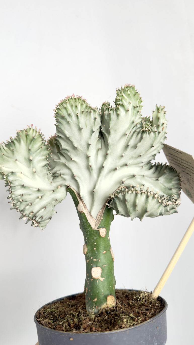 Euphorbia Lactea Cristata