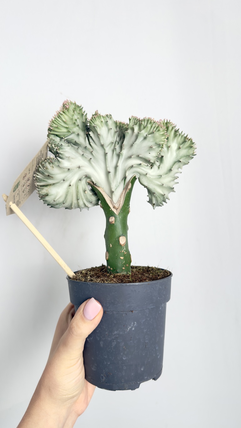 Euphorbia Lactea Cristata