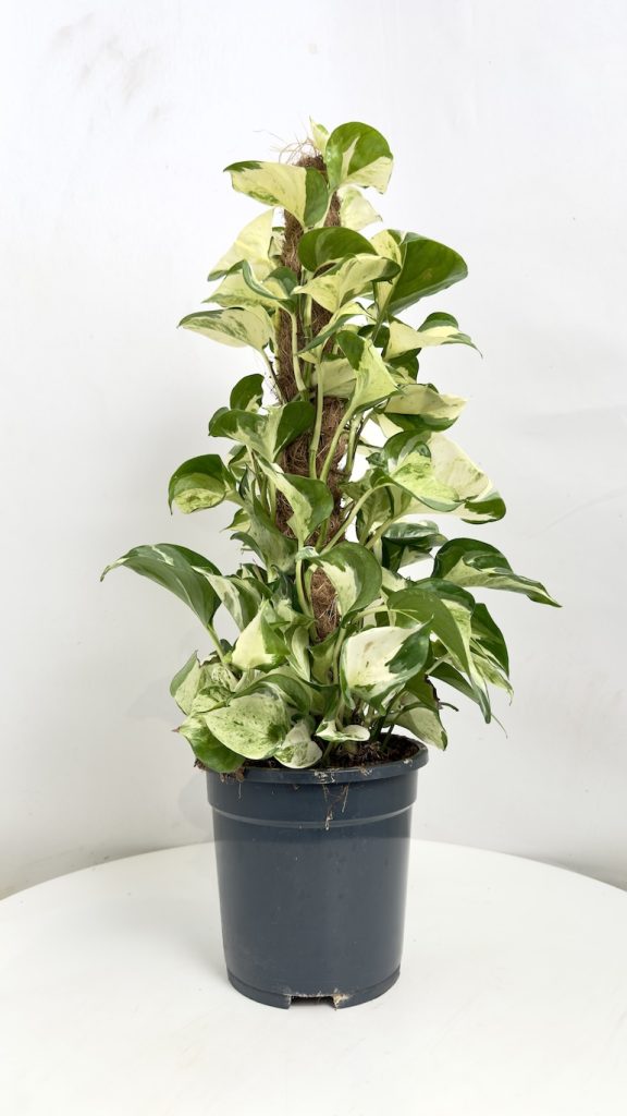 Epipremnum pinnatum Manjula