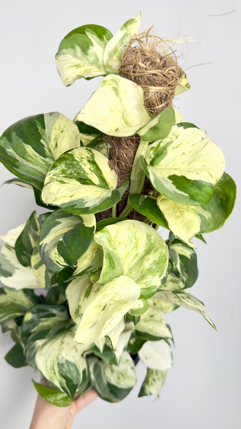 Epipremnum pinnatum Manjula