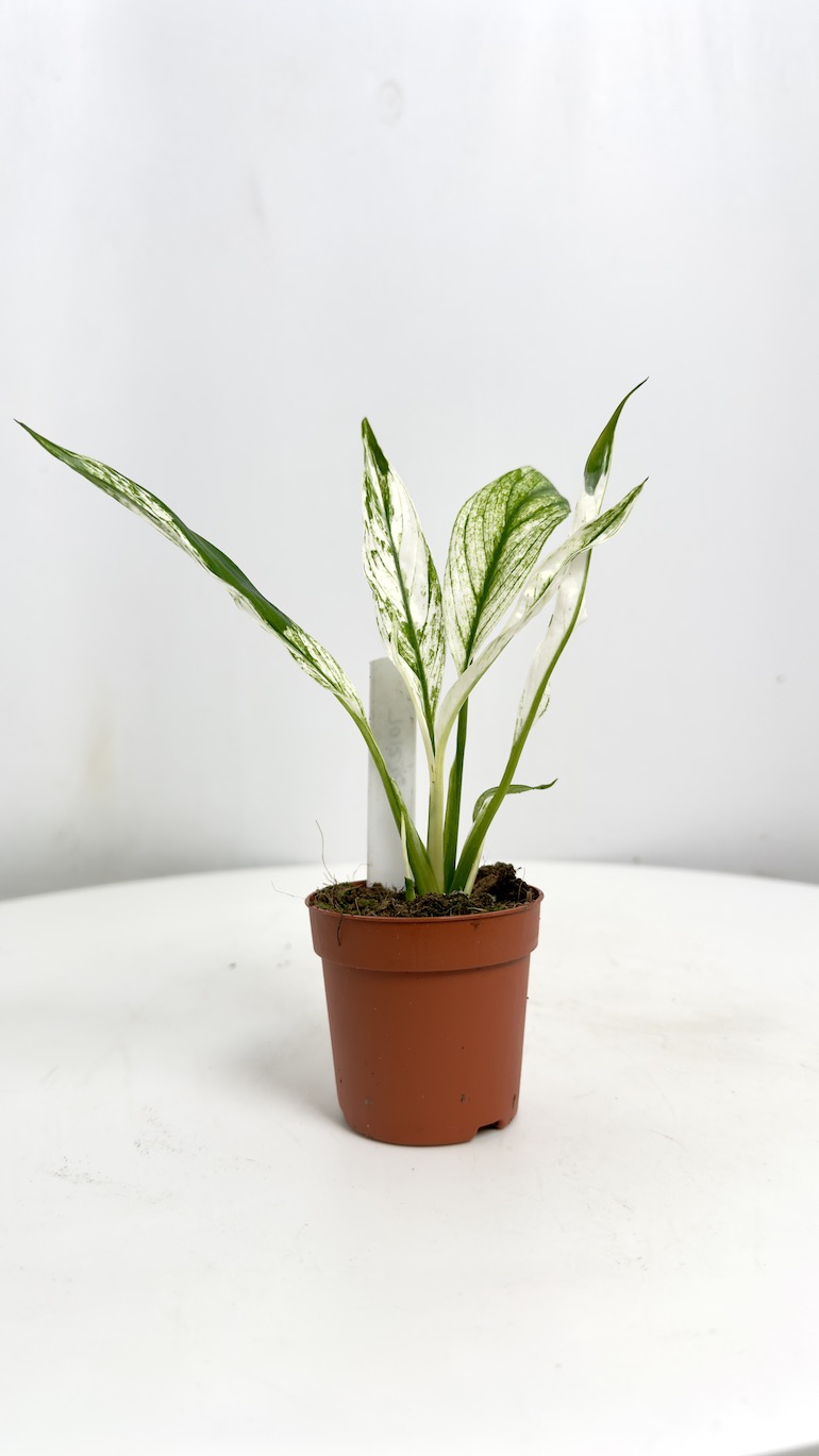Spathiphyllum Snow Feather