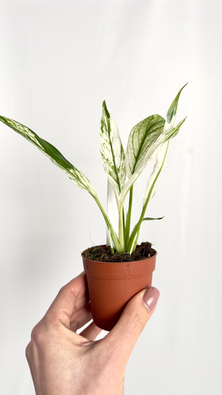 Spathiphyllum Snow Feather
