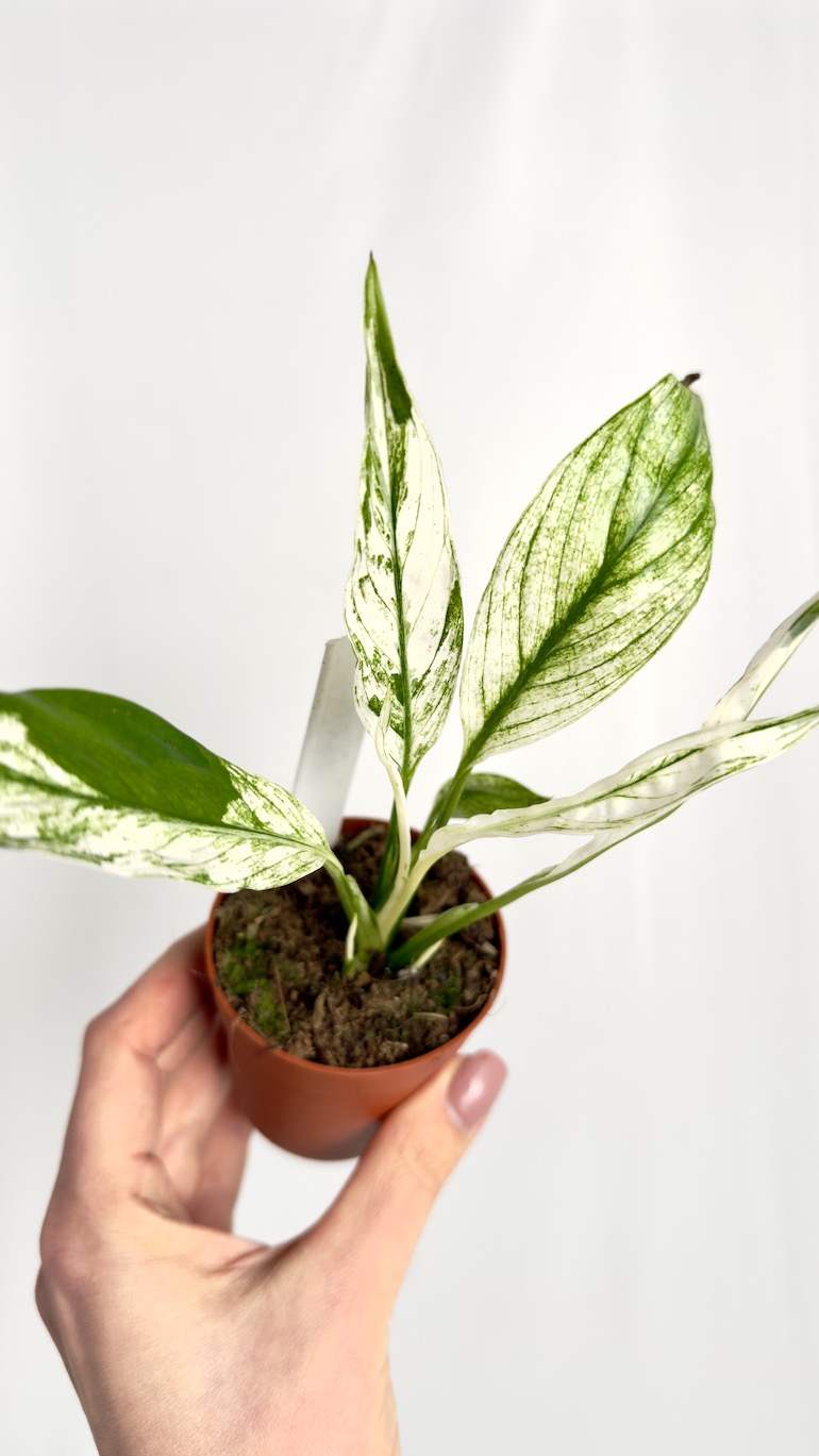 Spathiphyllum Snow Feather