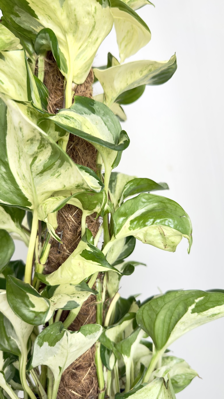 Epipremnum pinnatum Manjula