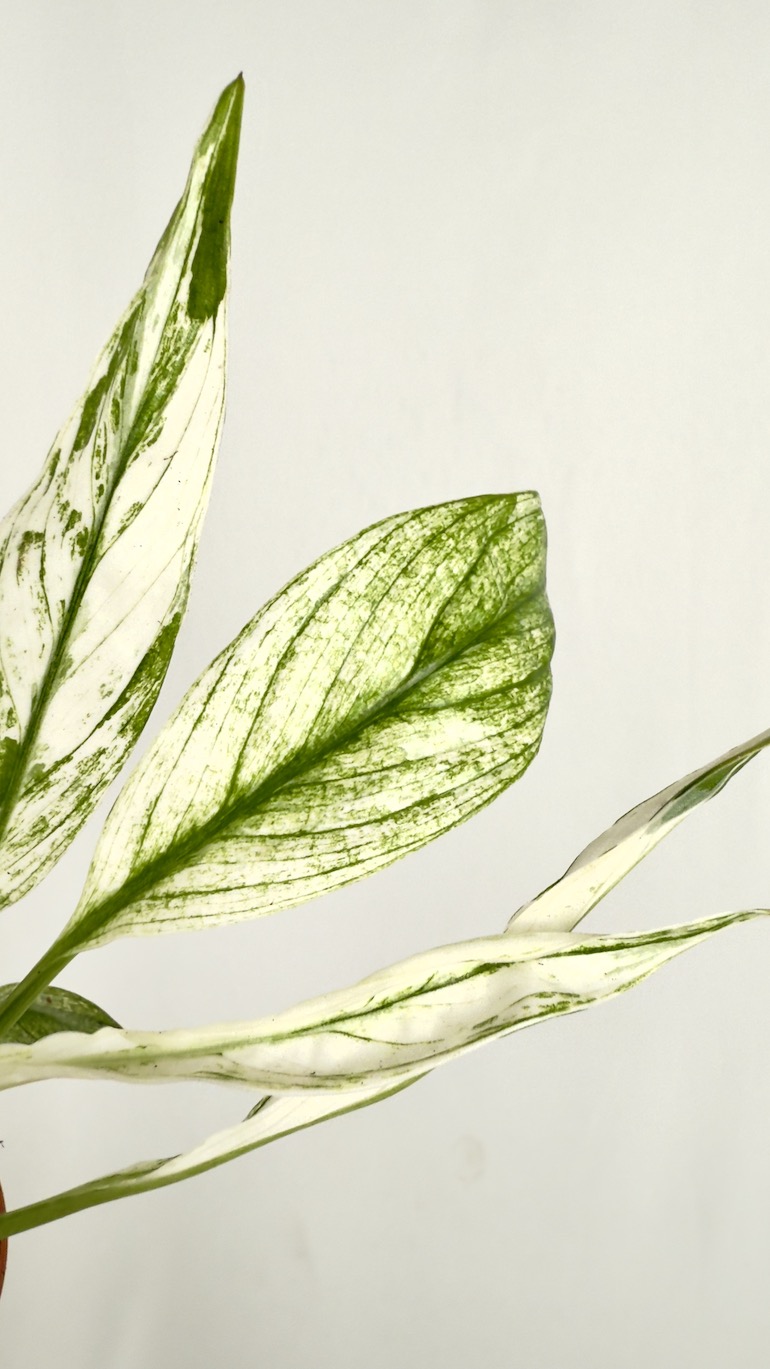 Spathiphyllum Snow Feather