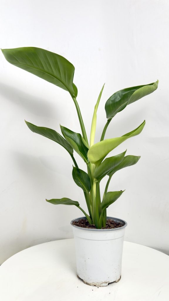 Strelitzia Nicolai