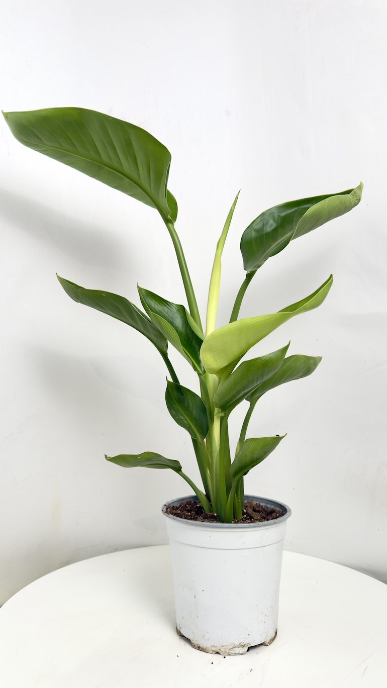 Strelitzia Nicolai