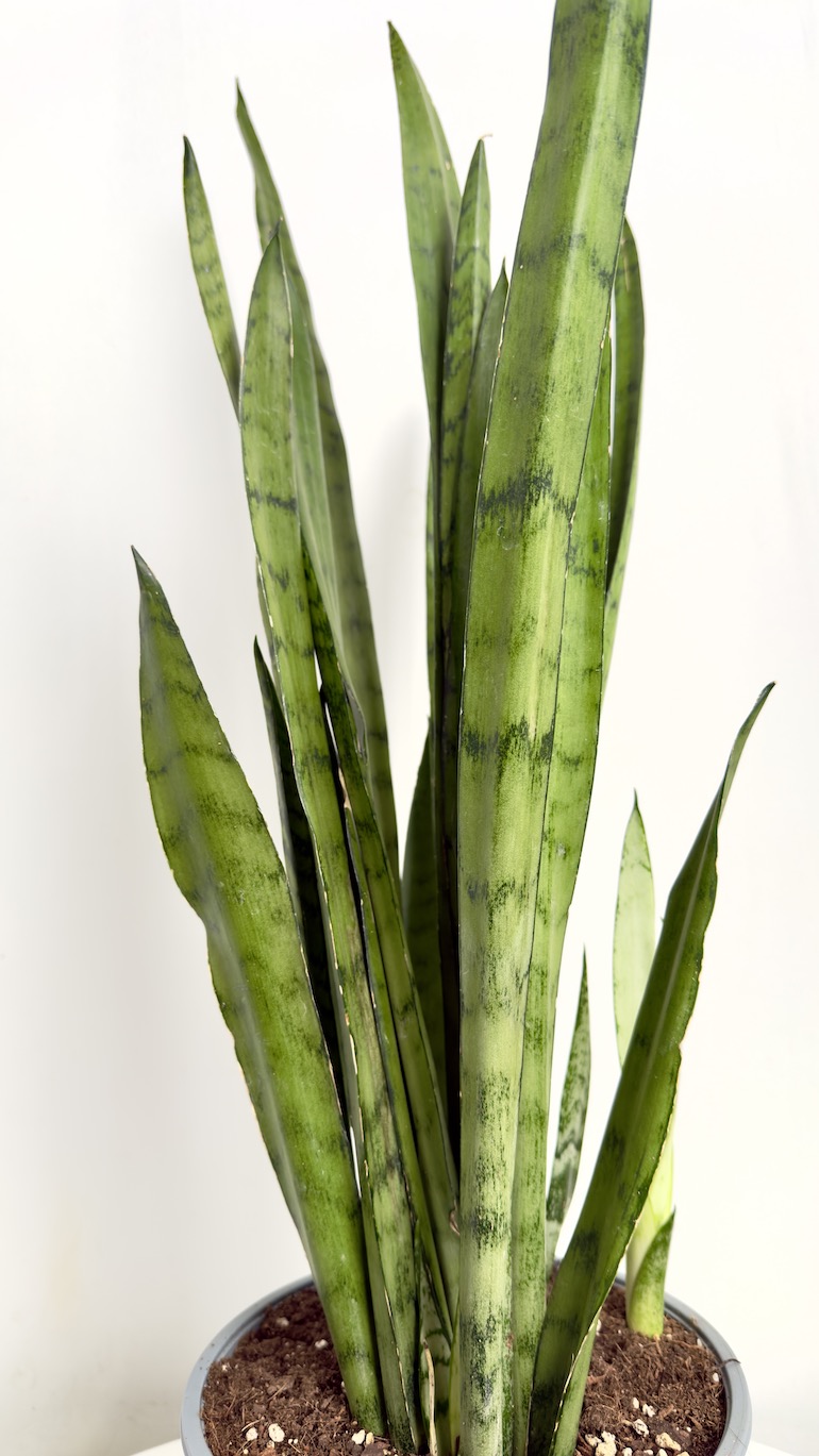 Sansevieria Silver Princess