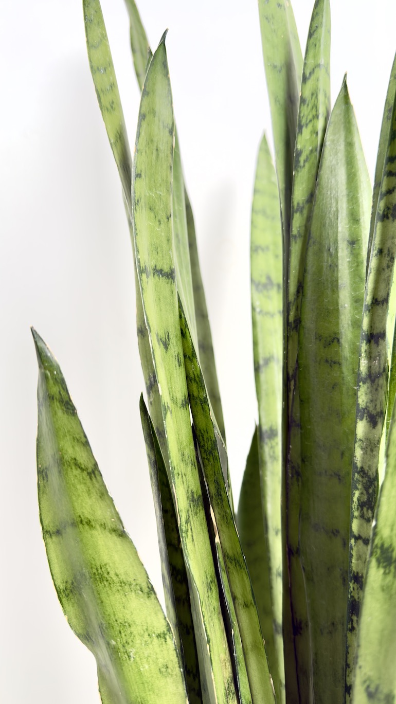 Sansevieria Silver Princess