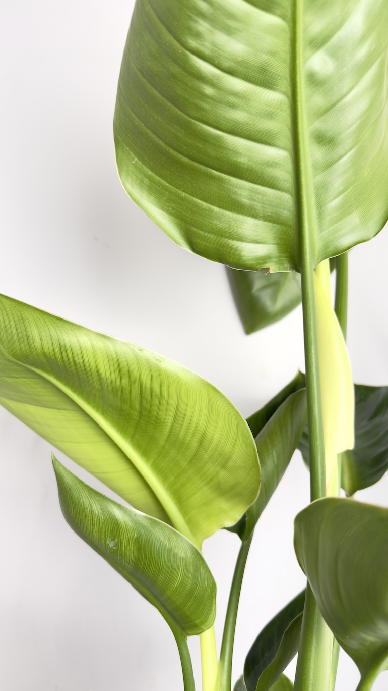Strelitzia Nicolai