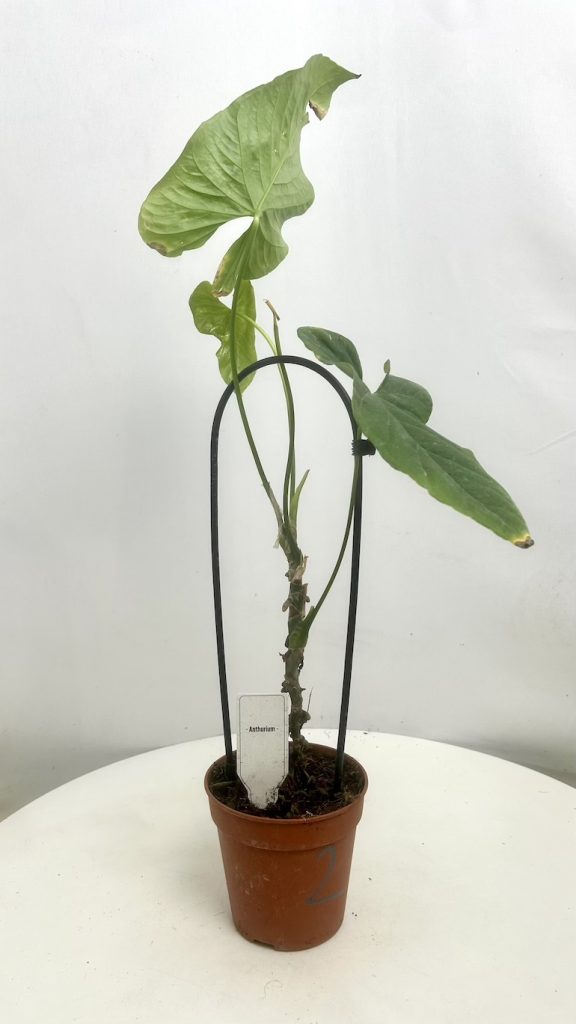 Anthurium balaoanum Adopcja