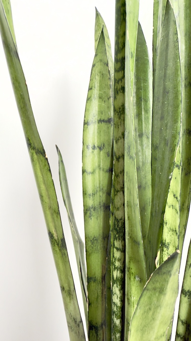 Sansevieria Silver Princess