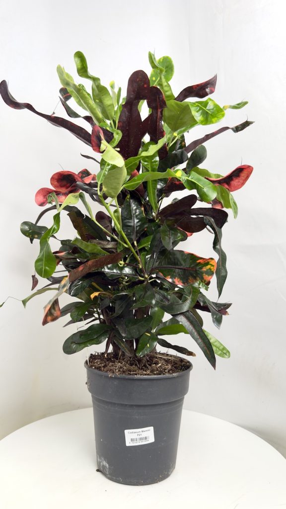 Codiaeum Mammi