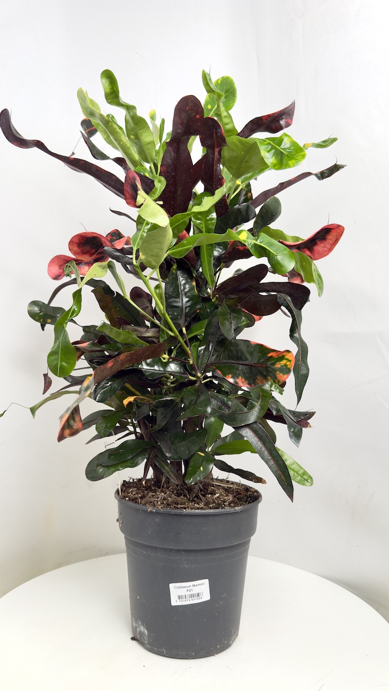 Codiaeum Variegatum Mammi