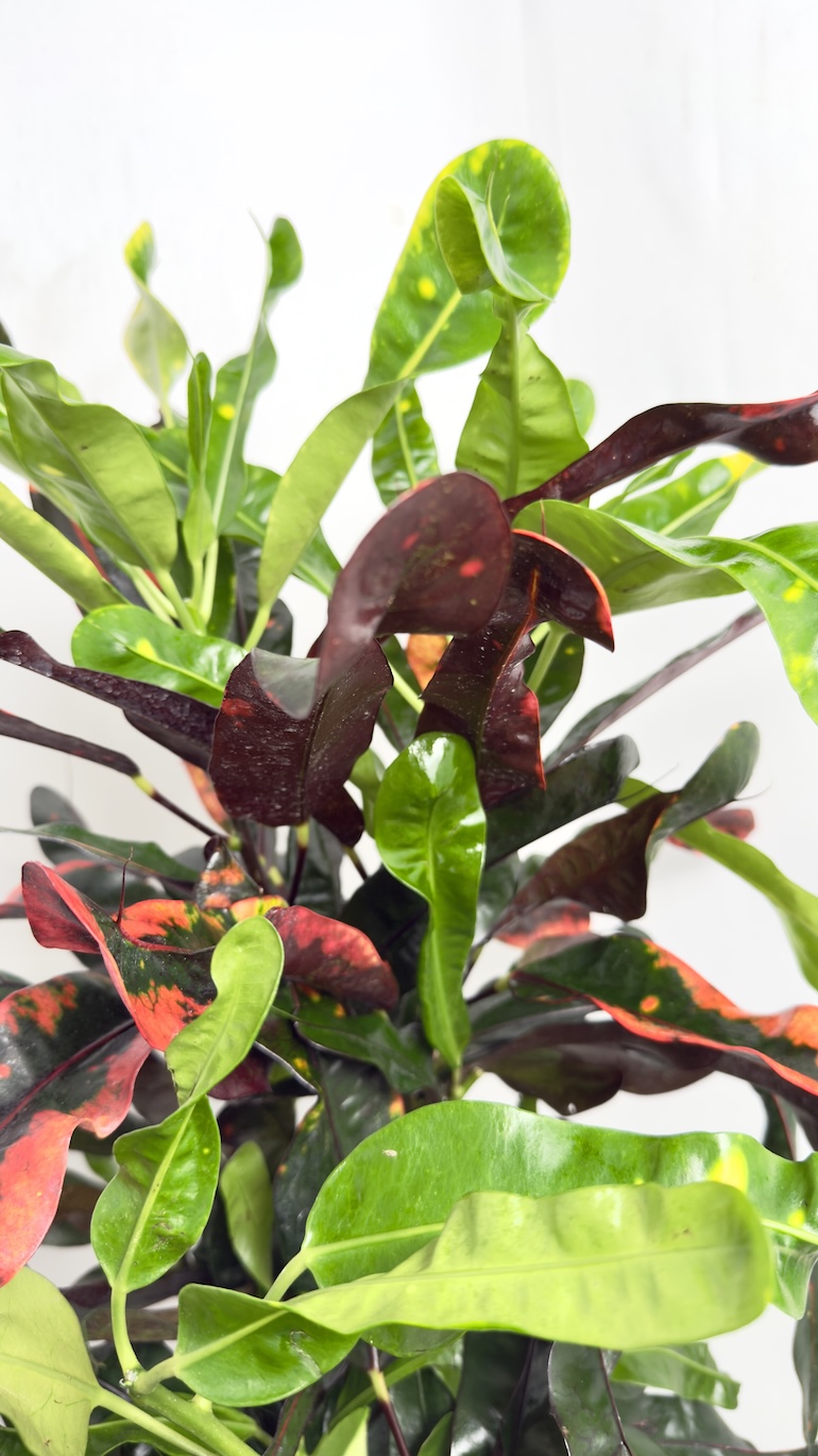 Codiaeum Variegatum Mammi