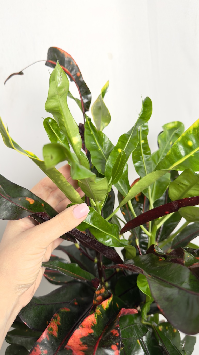 Codiaeum Variegatum Mammi
