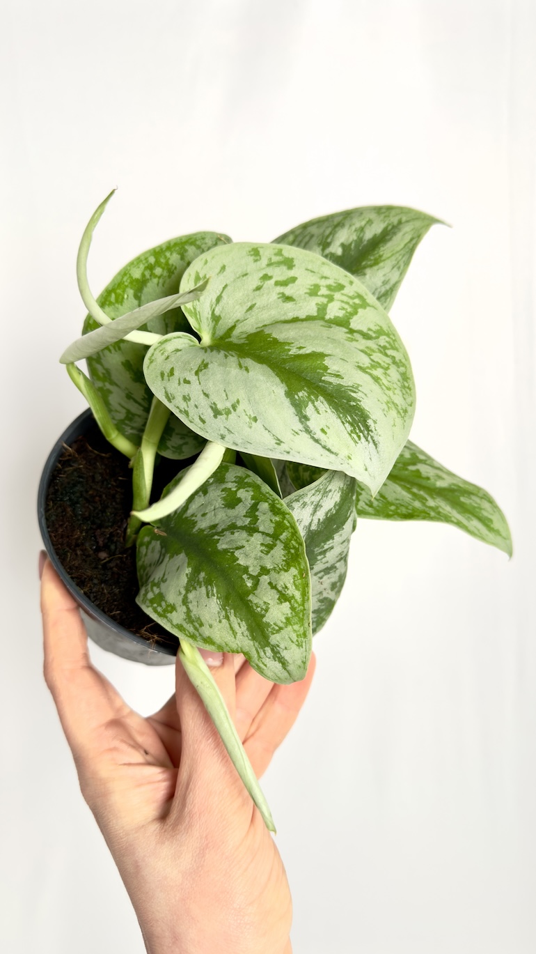Scindapsus Trebie
