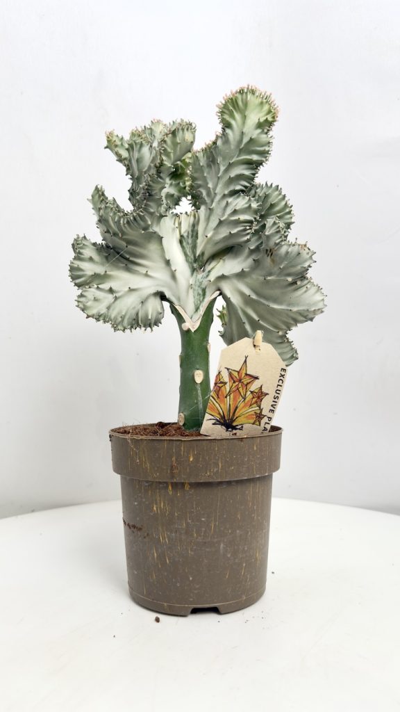 euphorbia lactea