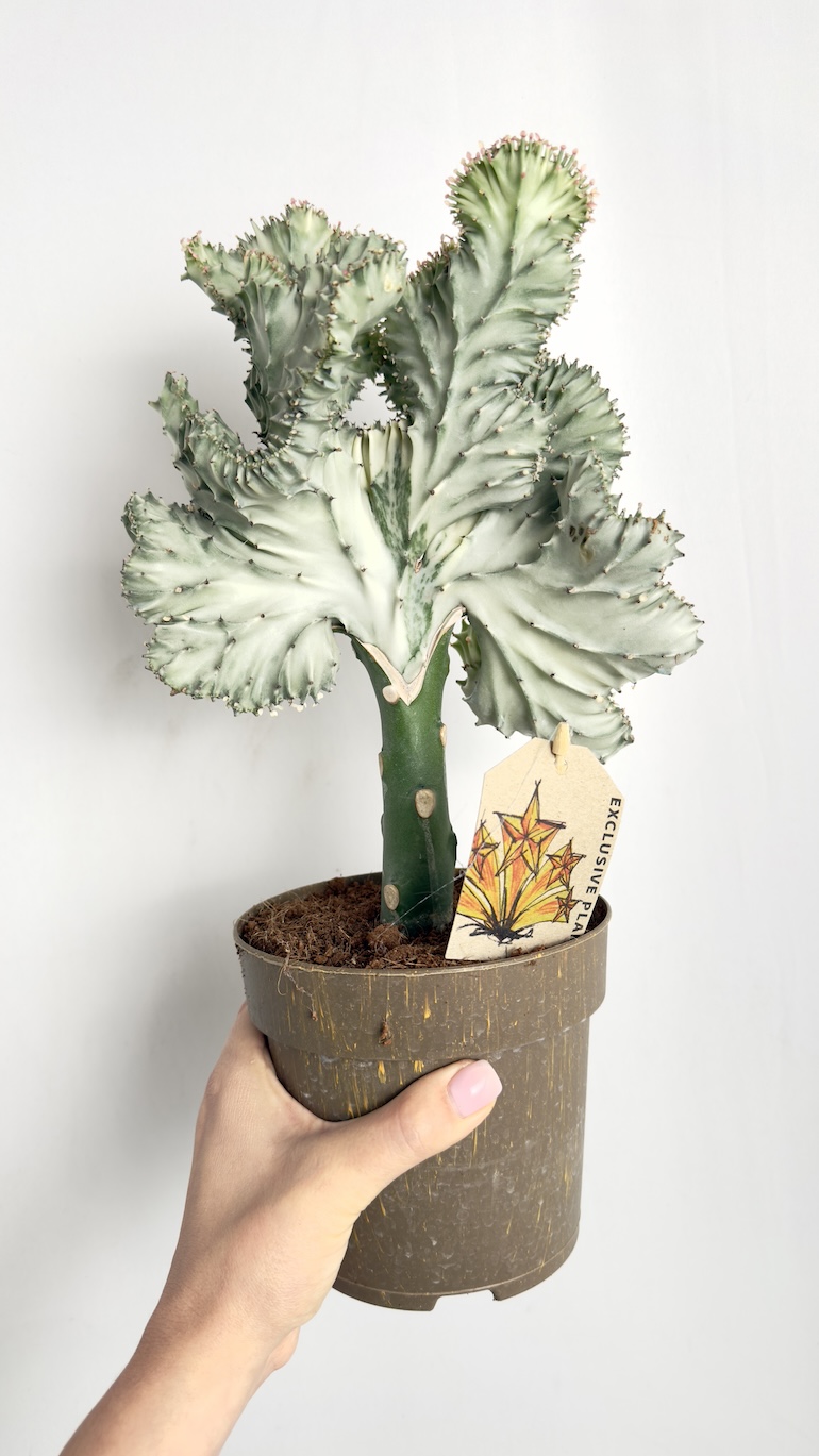 Euphorbia Lactea Cristata