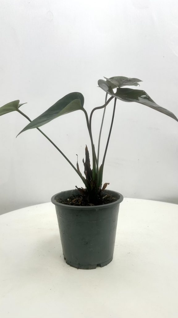 Anthurium Black Love III kategoria
