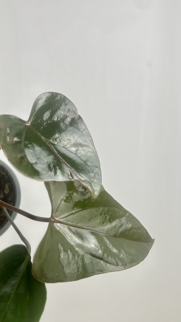 Anthurium Black Love III kategoria