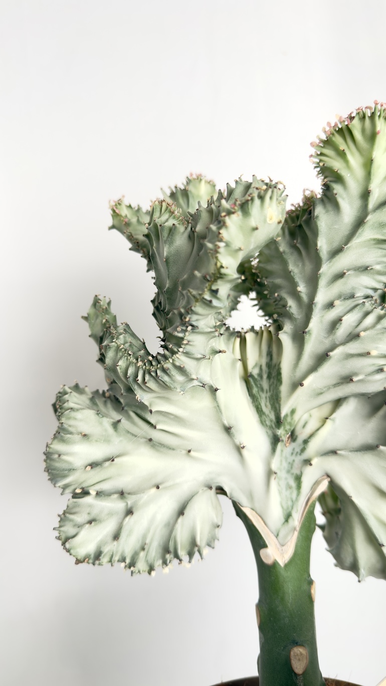 Euphorbia Lactea Cristata