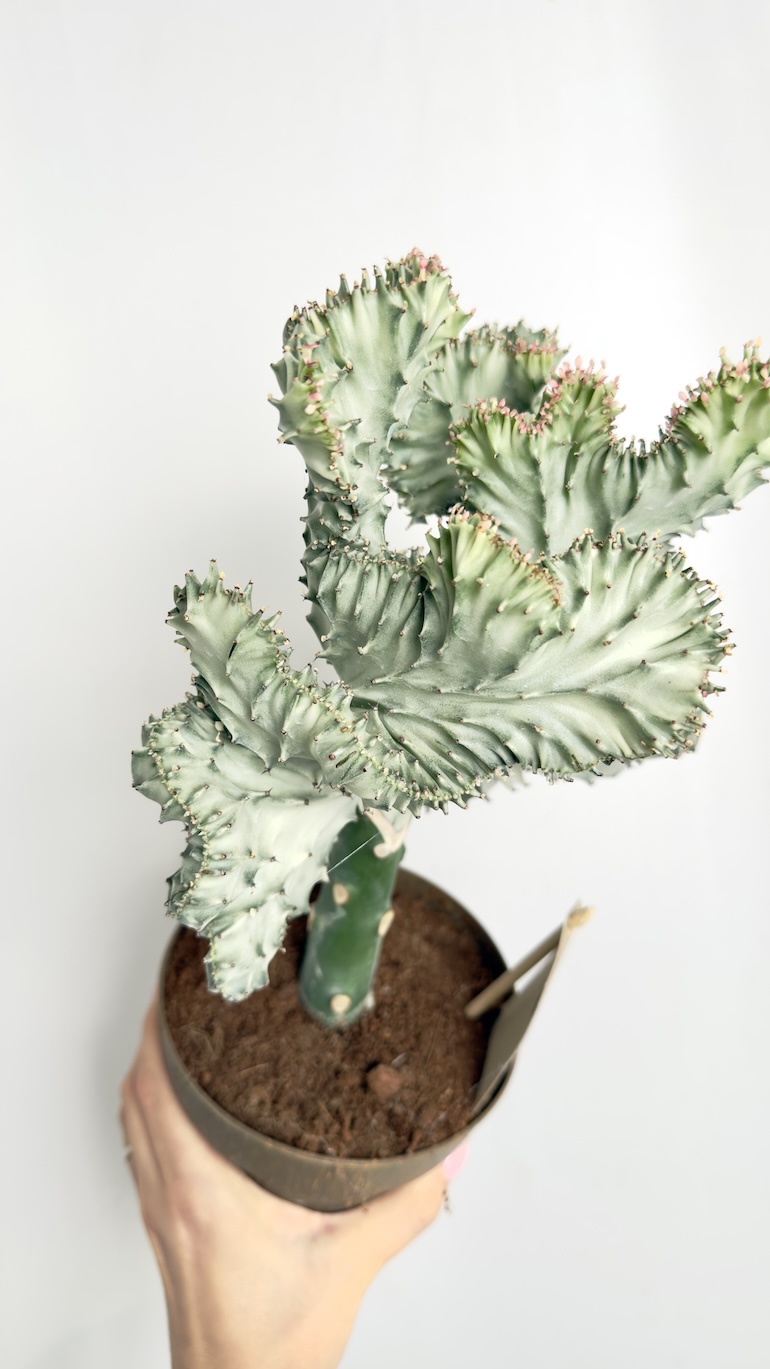 Euphorbia Lactea Cristata