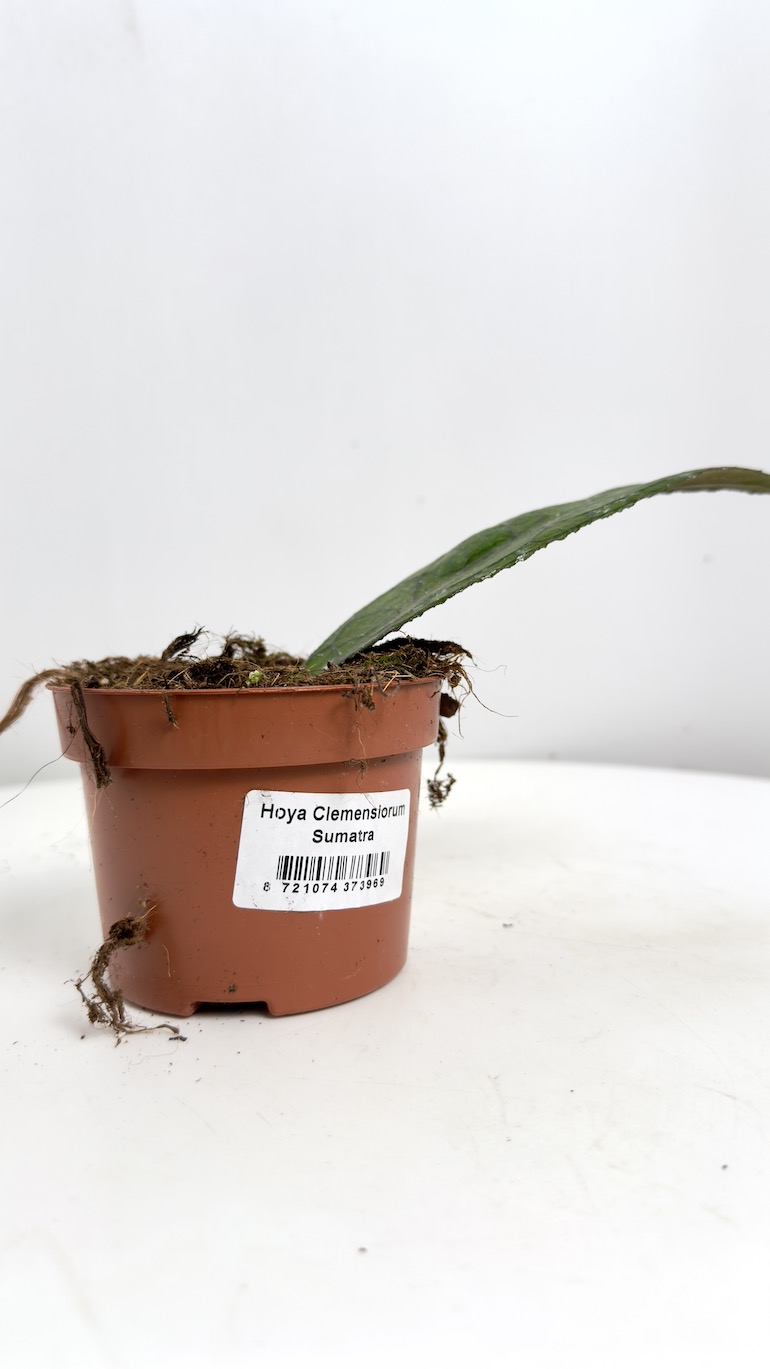 Hoya Clemensiorum Sumatra