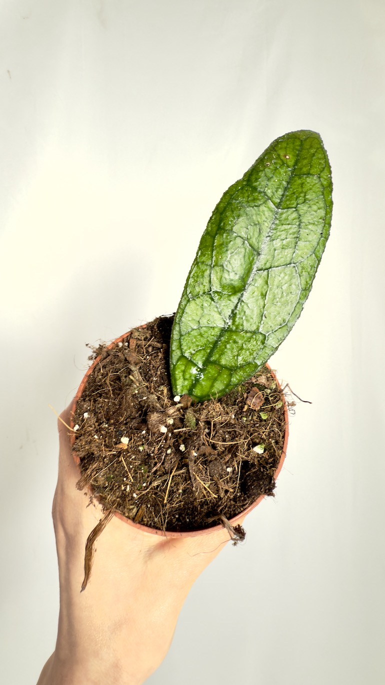 Hoya Clemensiorum Sumatra