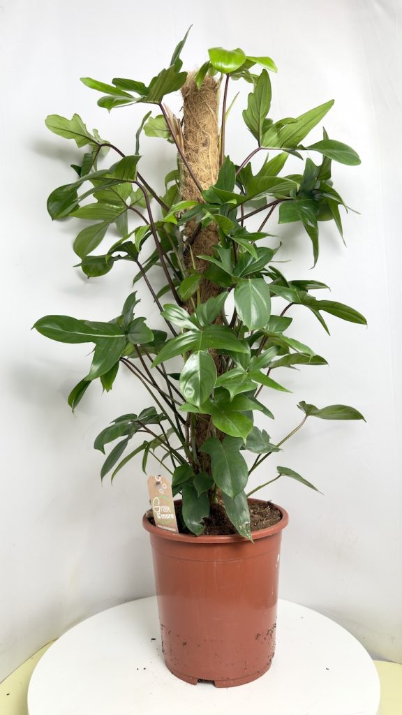 Philodendron Pedatum