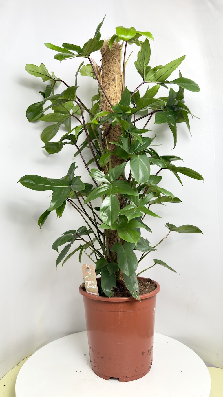 Philodendron Pedatum
