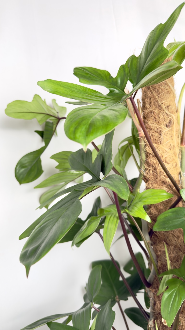 Philodendron Pedatum