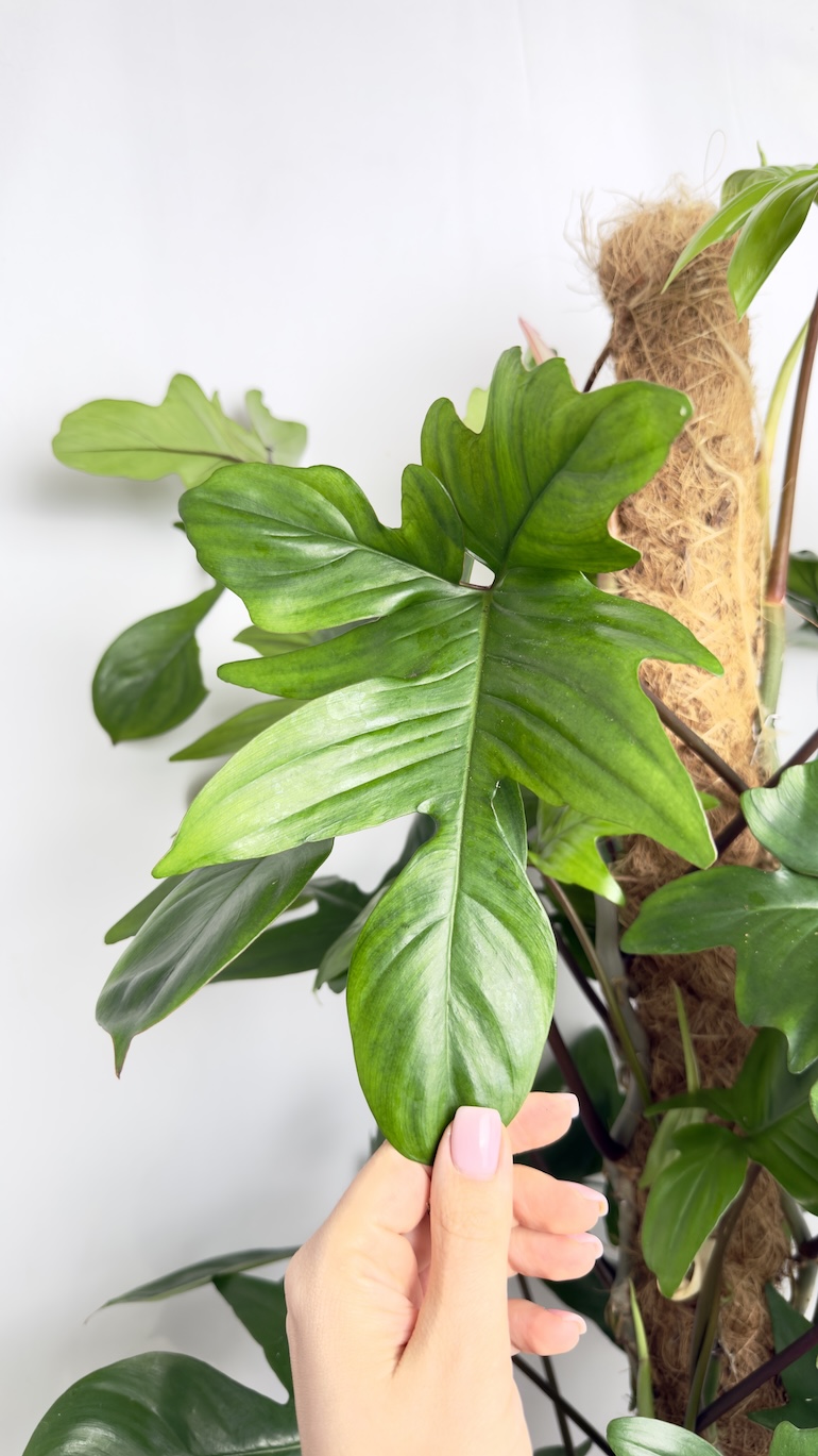 Philodendron Pedatum