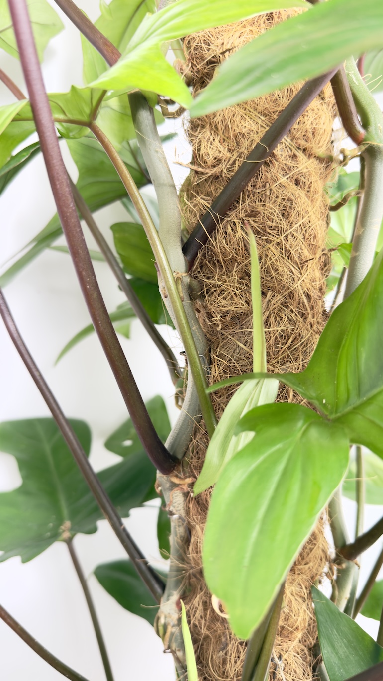 Philodendron Pedatum