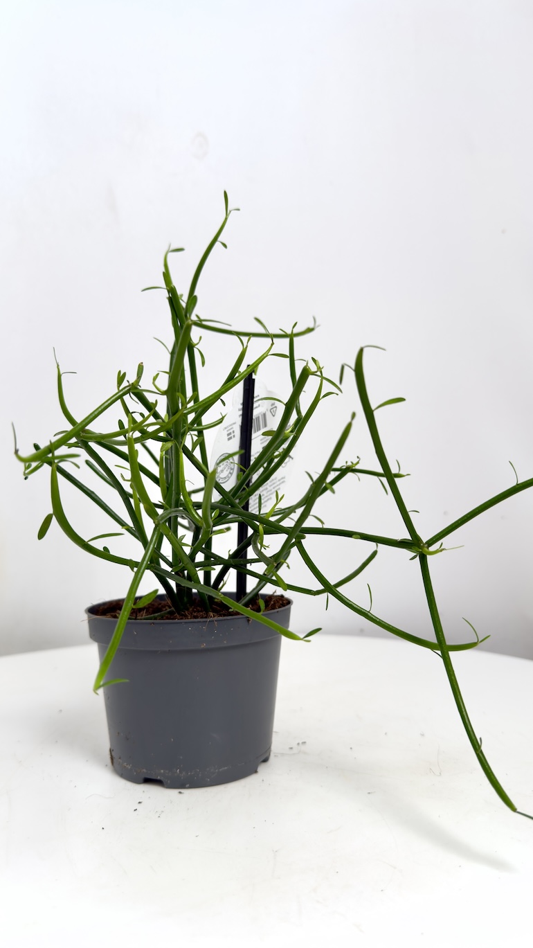 Euphorbia Tirucalli