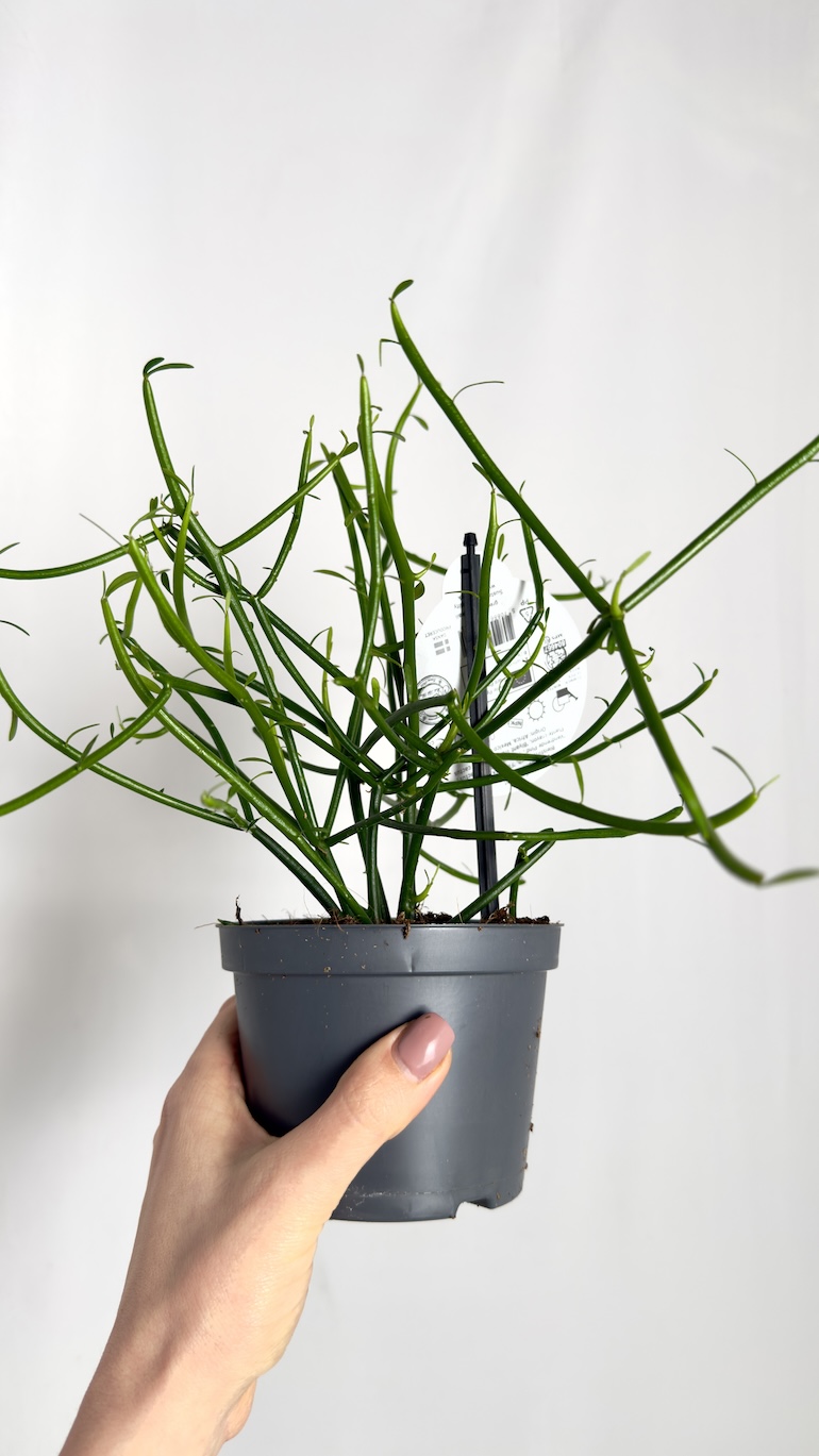 Euphorbia Tirucalli