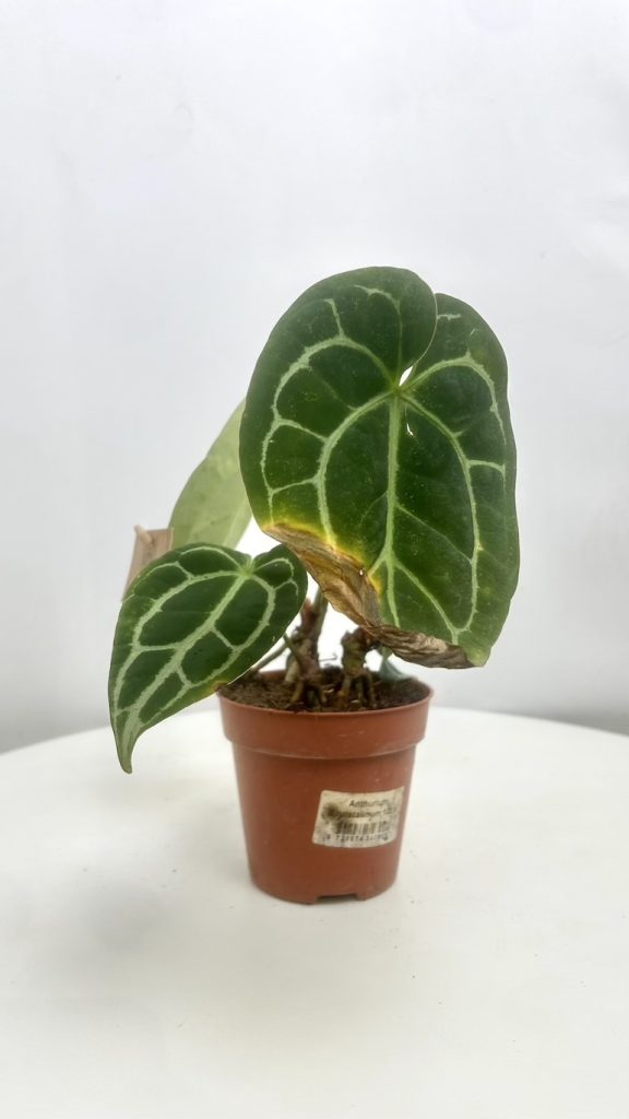 Anthurium Crystallinum Adopcja