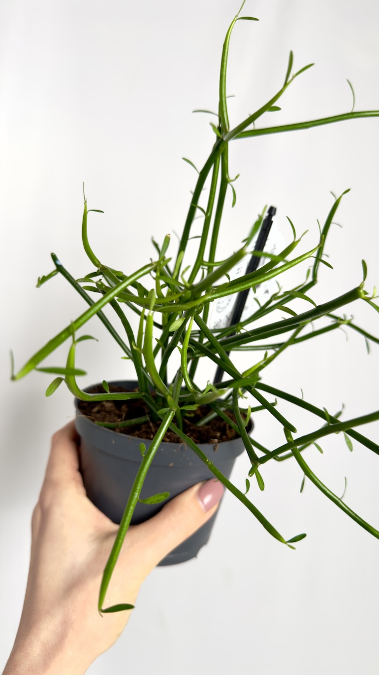Euphorbia Tirucalli